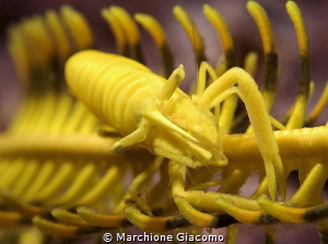 Moal Boal . Philippines
Nokon D200, 60 macro
Seacam hou... by Marchione Giacomo 